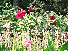 166 Longwood Gardens [2008 August 23]